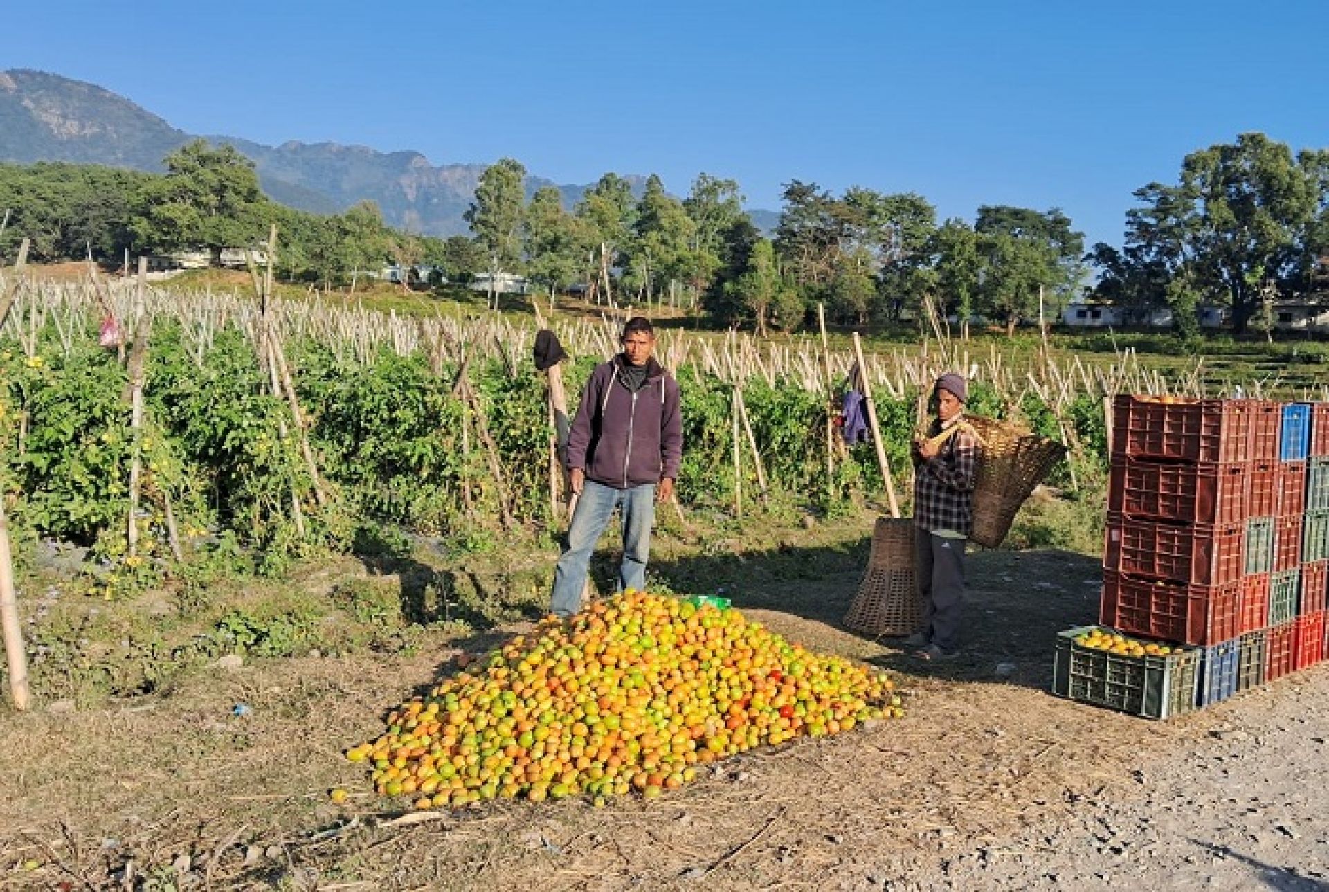 विदेशको मोह छोडेर गोलभेँडा खेती, वार्षिक सात लाखसम्म नाफा कमाउँछन् जयबहादुर 